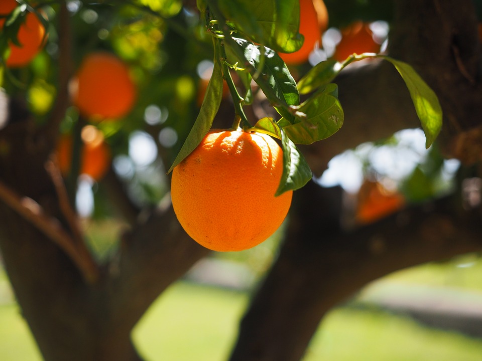 orange-1117645_960_720